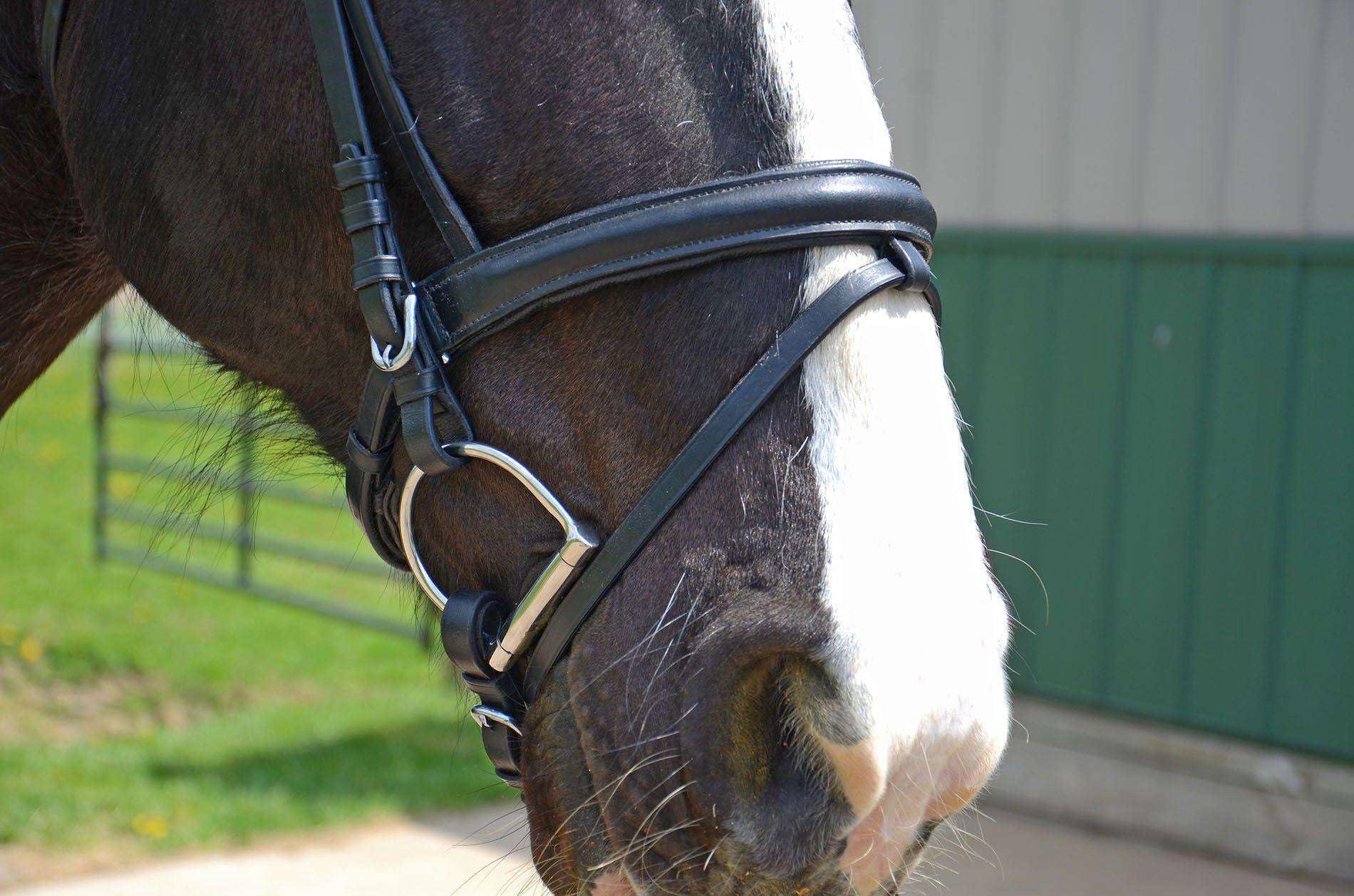 Derby Originals Derby Originals Black Leather Dressage Crank Horse Bridle with Flash and Rubber reins St. Steel Hardware with 1 Year Warranty. for Daily use. (Black, Full Horse (Large))