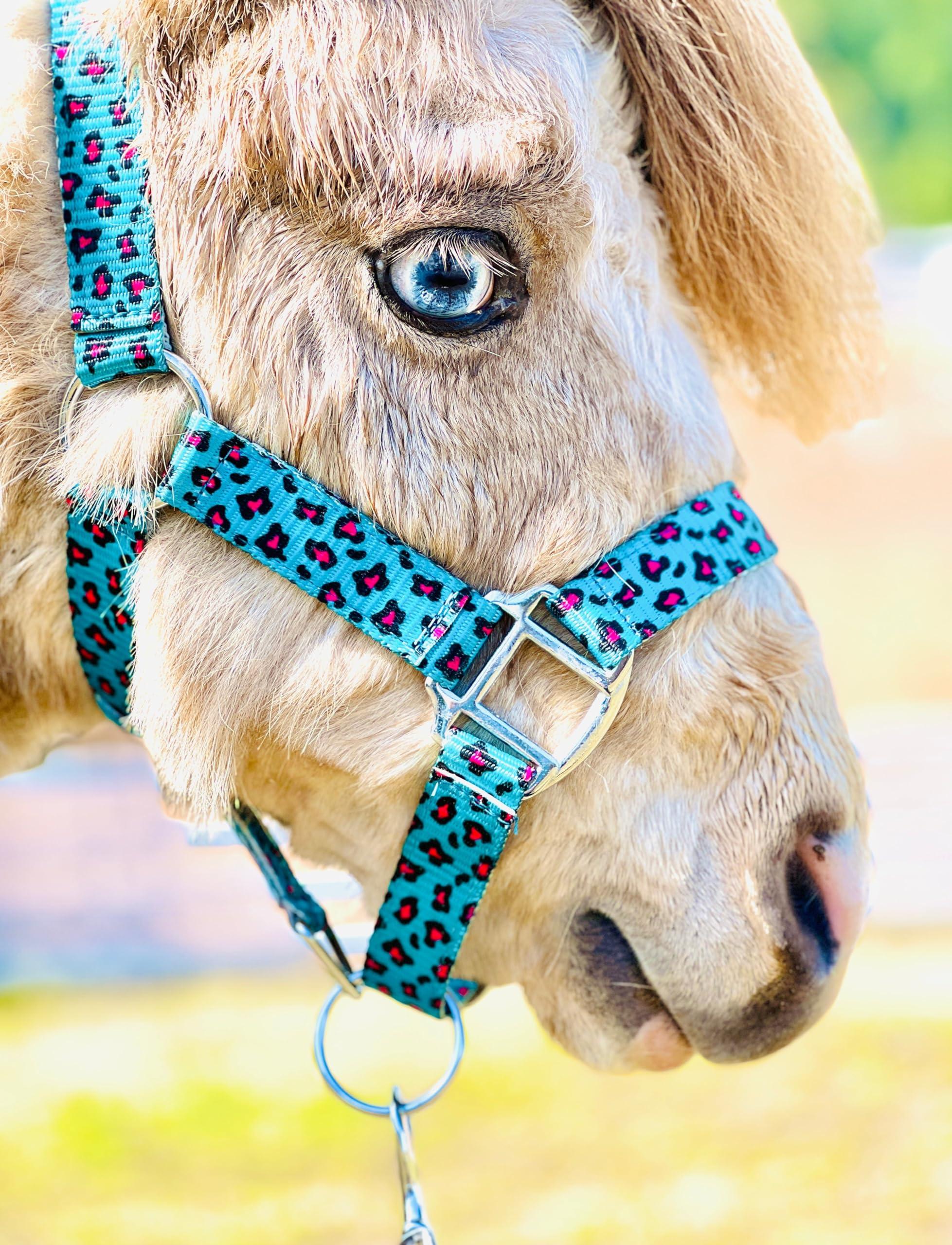 Star Point Horsemanship Star Point Horsemanship Mini-Pony Dinosaur Halter Nylon Horse Training Halter Stiff Cord Adjustable Long Lasting Quick Release Buckle Used by Famous Trainers (Average Horse Size)