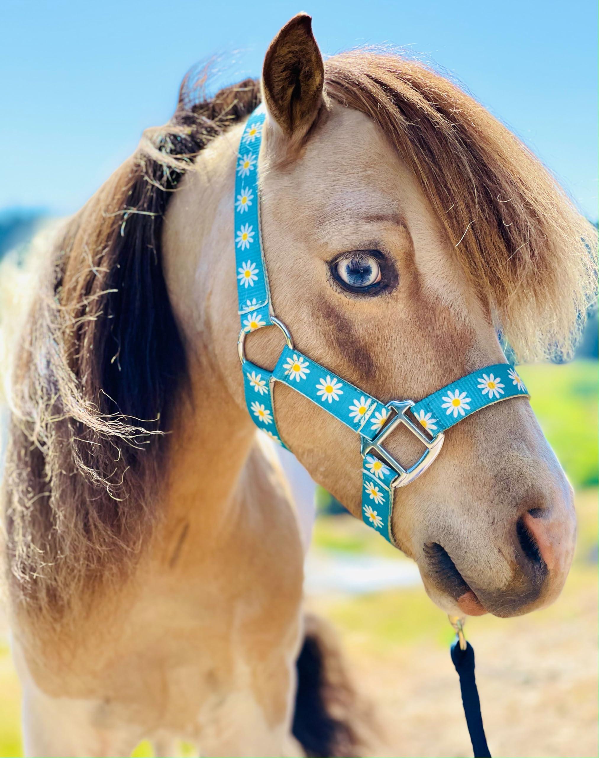 Star Point Horsemanship Star Point Horsemanship Mini-Pony Dinosaur Halter Nylon Horse Training Halter Stiff Cord Adjustable Long Lasting Quick Release Buckle Used by Famous Trainers (Average Horse Size)