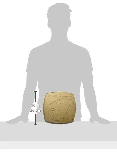 Field Logic GLENDEL S4 Field Logic Buck 3D Archery Target with Replaceable Insert Core, Brown