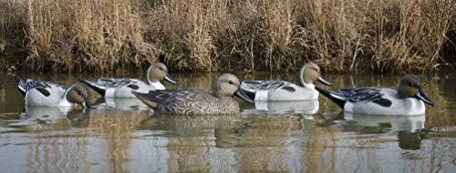Higdon Outdoors Higdon Outdoors Standard Pintail Duck Decoys, Foam-Filled