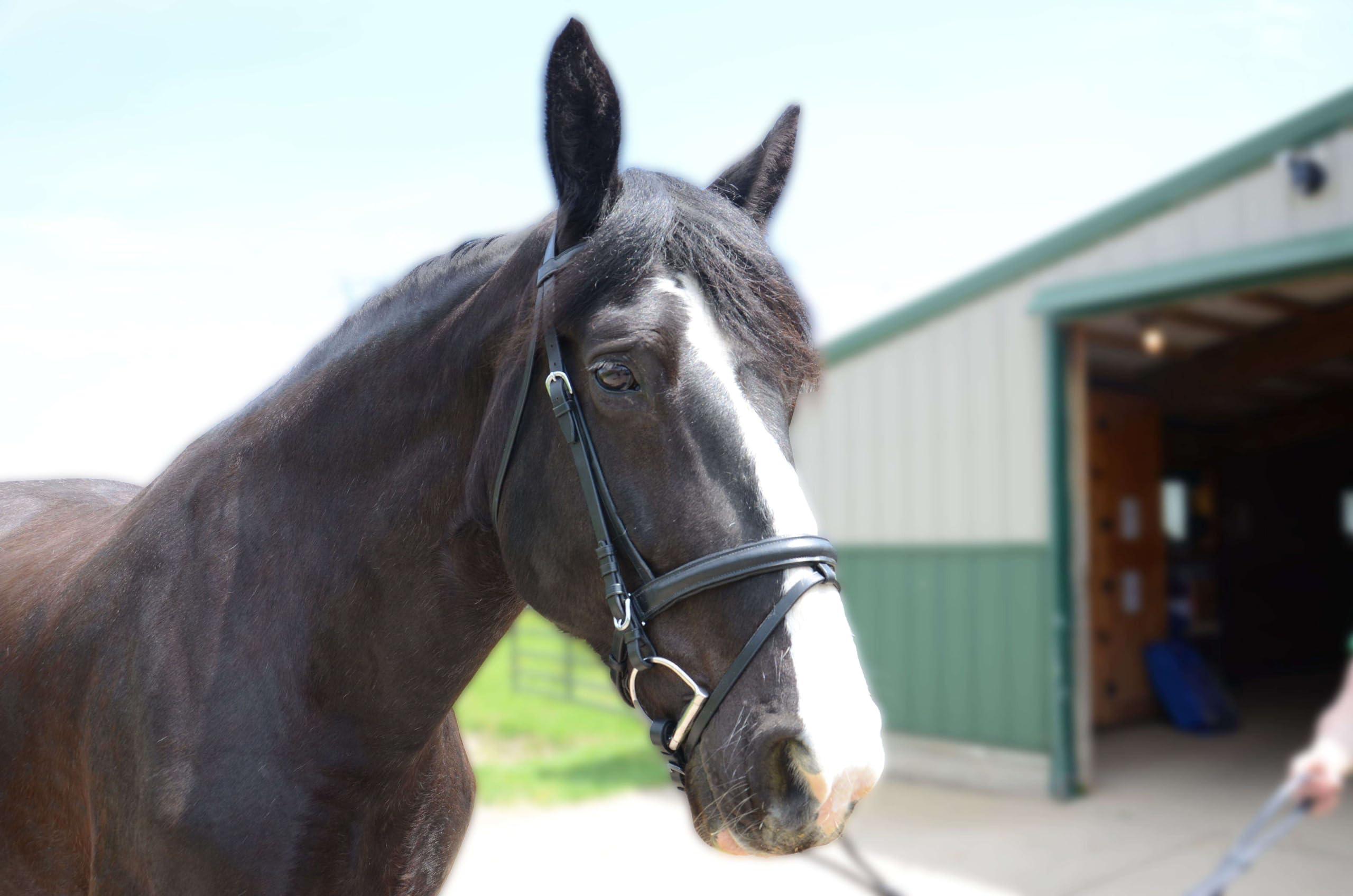Derby Originals Derby Originals Black Leather Dressage Crank Horse Bridle with Flash and Rubber reins St. Steel Hardware with 1 Year Warranty. for Daily use. (Black, Full Horse (Large))