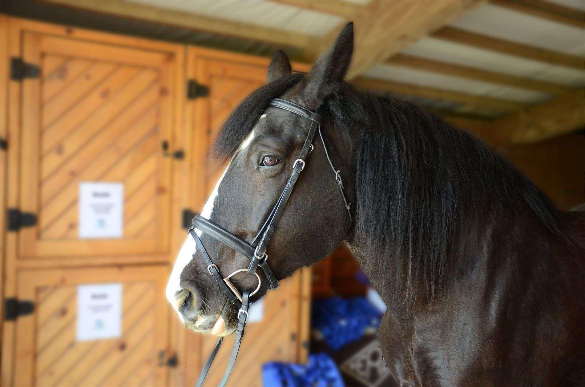 Derby Originals Derby Originals Black Leather Dressage Crank Horse Bridle with Flash and Rubber reins St. Steel Hardware with 1 Year Warranty. for Daily use. (Black, Full Horse (Large))