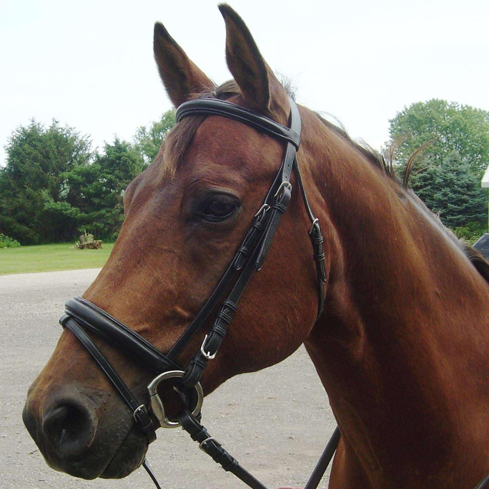 Derby Originals Derby Originals Black Leather Dressage Crank Horse Bridle with Flash and Rubber reins St. Steel Hardware with 1 Year Warranty. for Daily use. (Black, Full Horse (Large))