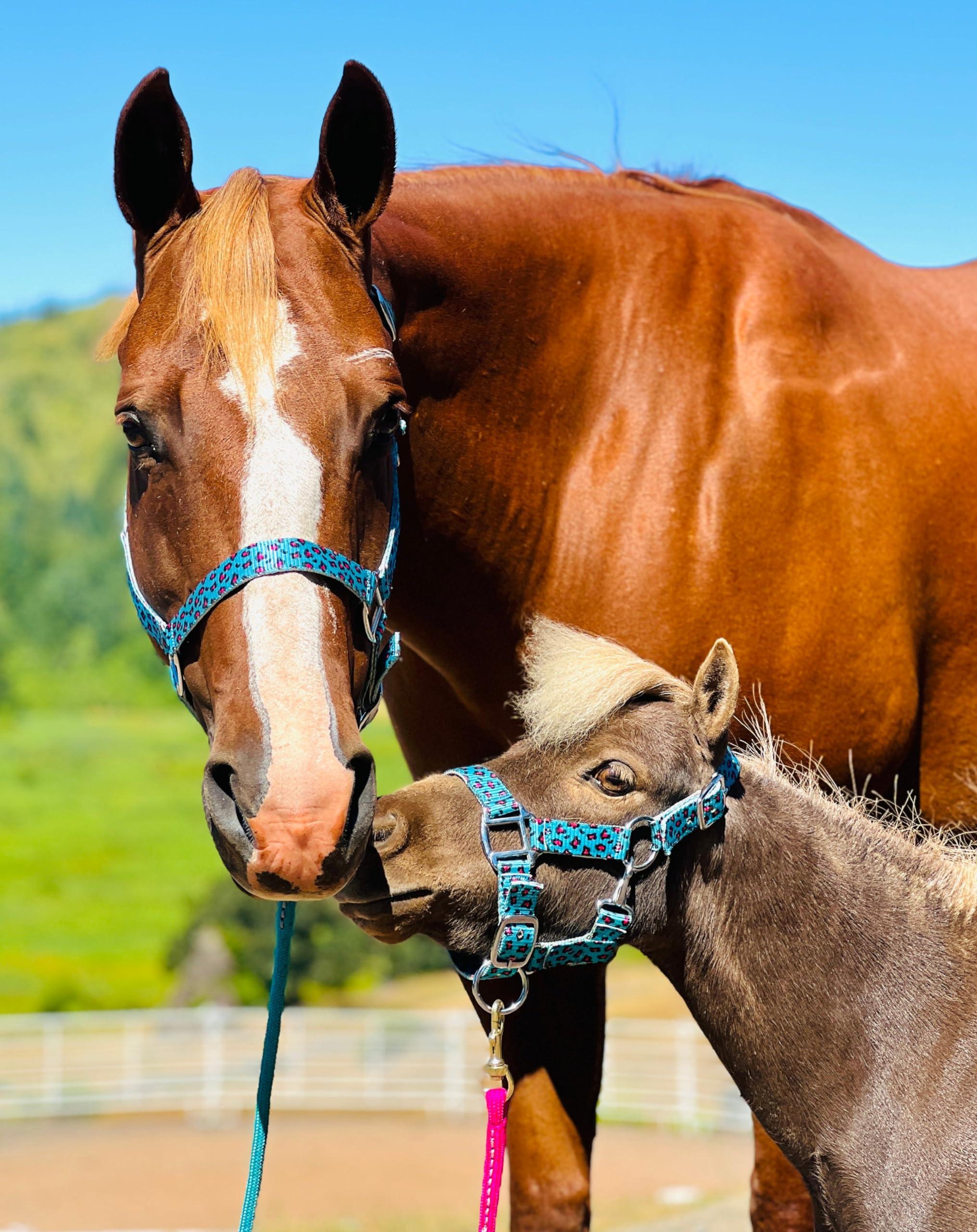 Star Point Horsemanship Star Point Horsemanship Mini-Pony Dinosaur Halter Nylon Horse Training Halter Stiff Cord Adjustable Long Lasting Quick Release Buckle Used by Famous Trainers (Average Horse Size)
